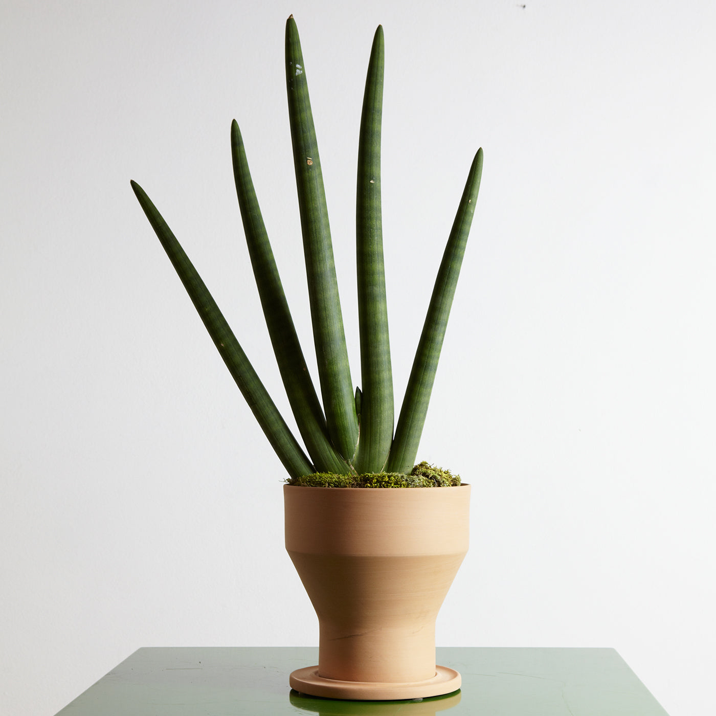Erba Set aus Terrakotta-Vase und Pflanzuntersatz - Alternative Ansicht 1
