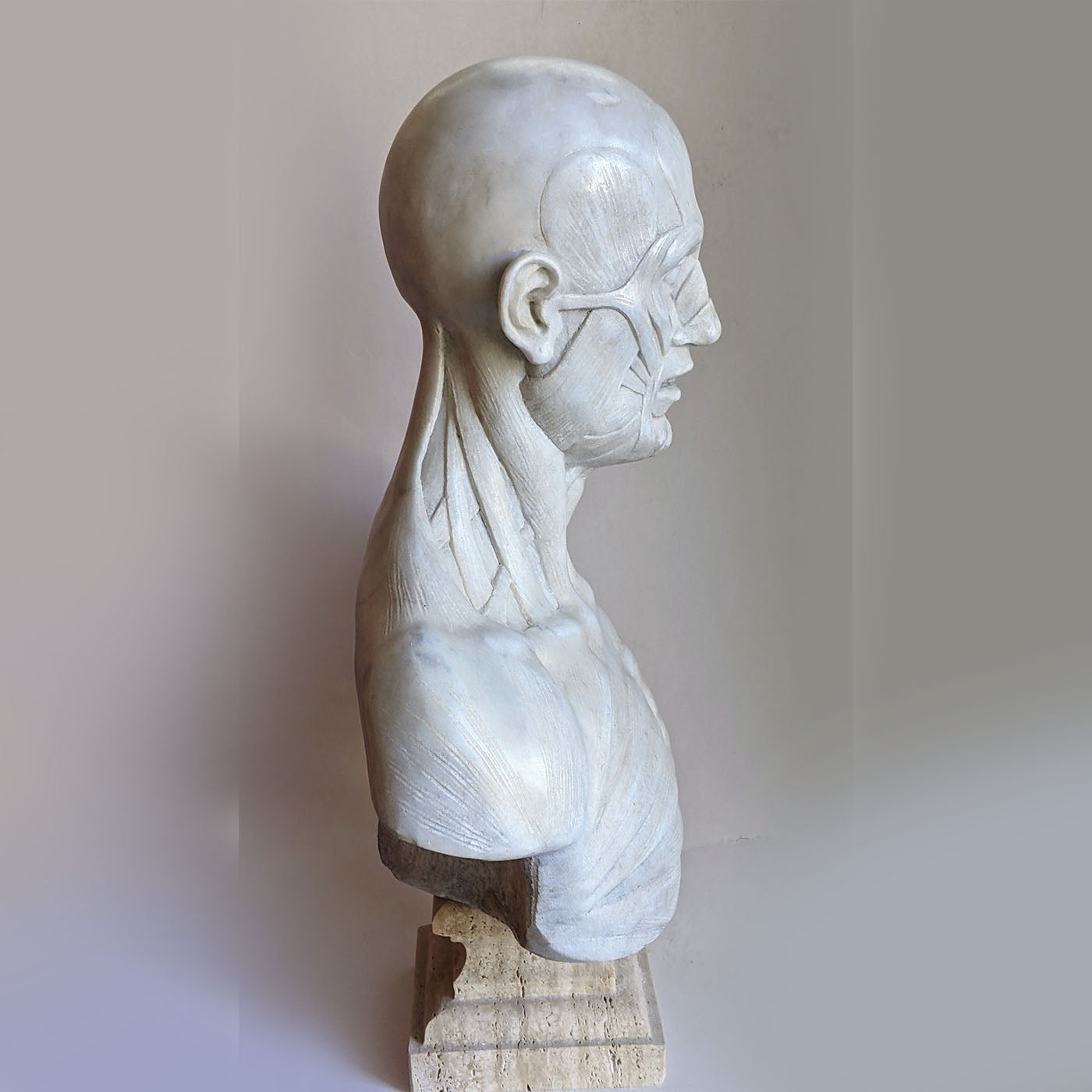 Scorticato Anatomical Marble Bust Sculpture - Alternative view 4