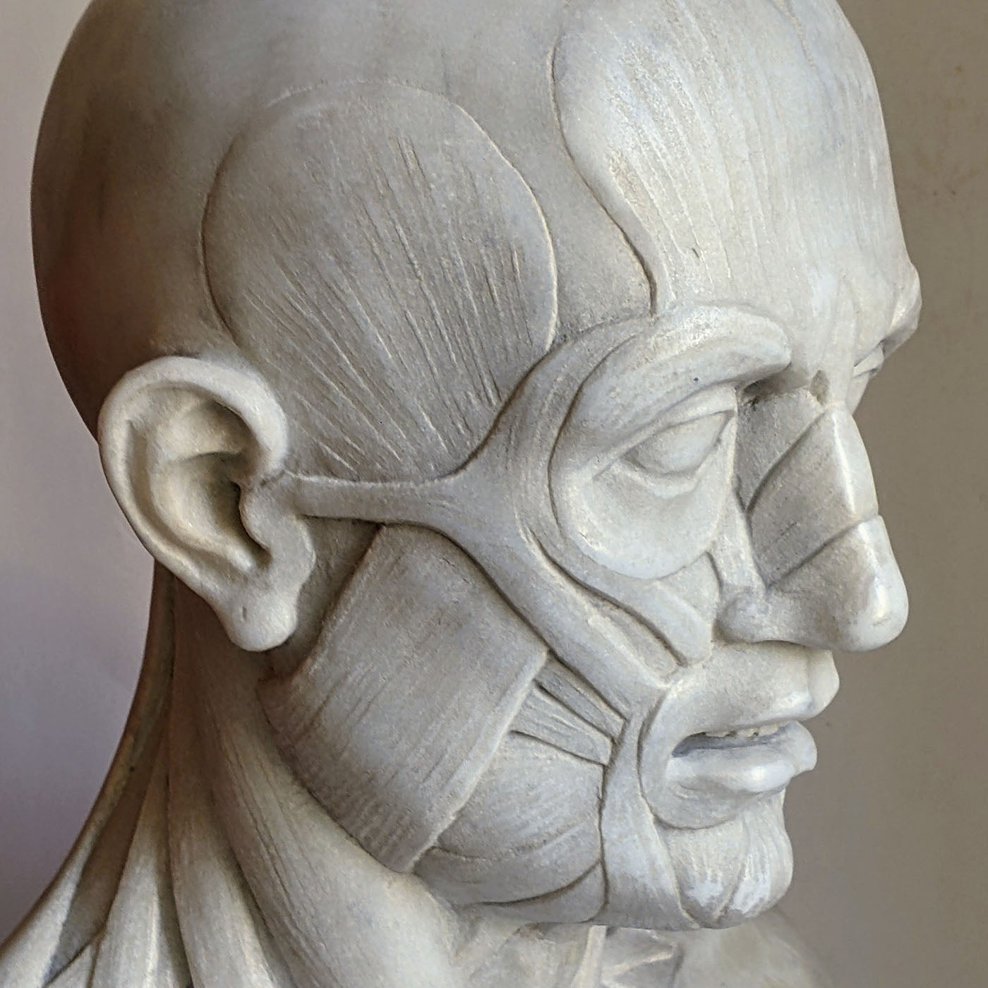 Scorticato Anatomical Marble Bust Sculpture - Alternative view 3