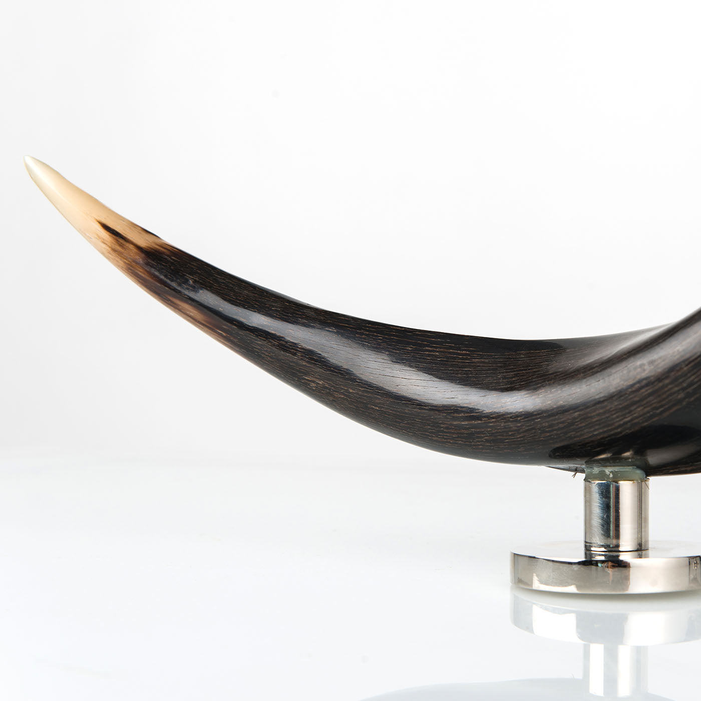 Zebu Horn Decorative Sculpture - Alternative view 1