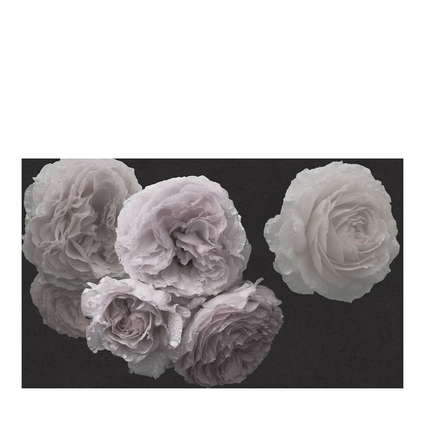 Papier peint Nature White Rose - Vue principale