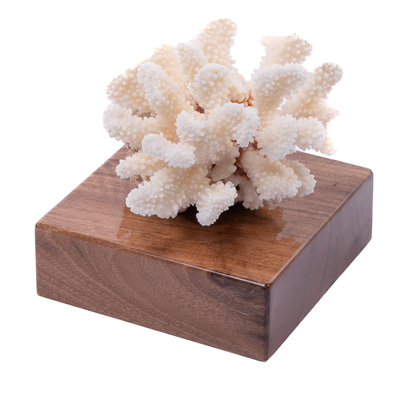 Pocillopora Meandrina Koralle auf Nussbaumsockel - Hauptansicht