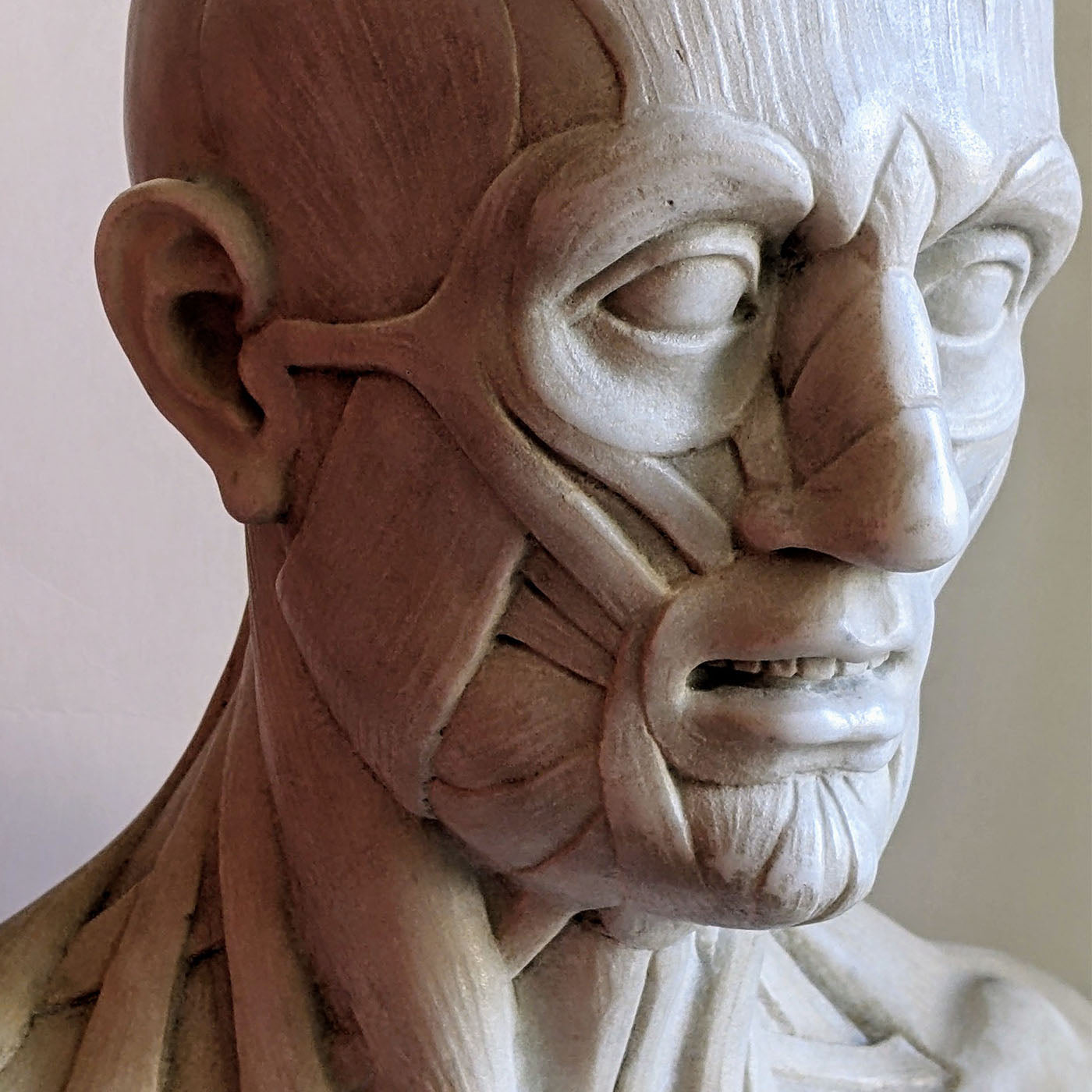 Scorticato Anatomical Marble Bust Sculpture - Alternative view 2